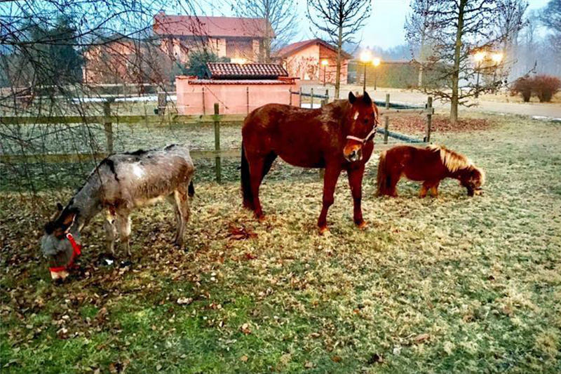 sequestro-cavalli-varese_04