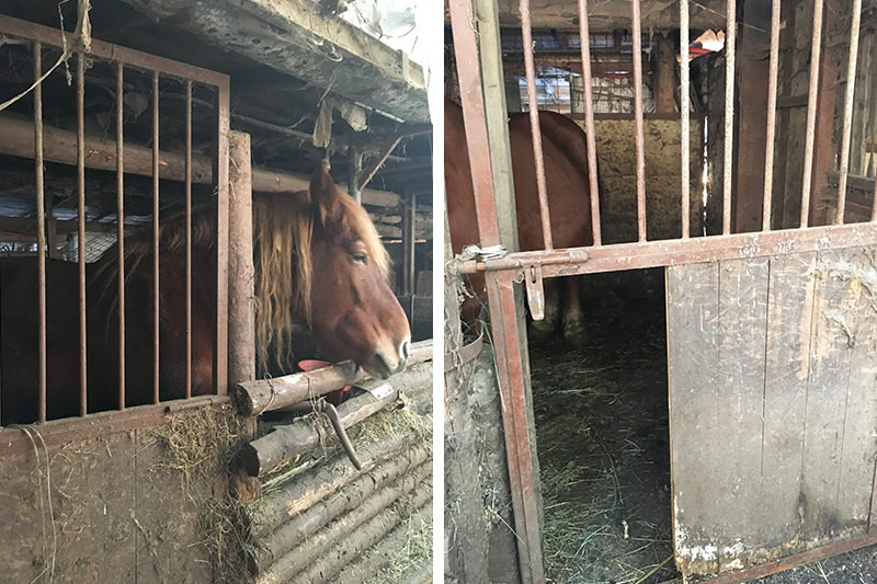 sequestro-cavalli-varese_09
